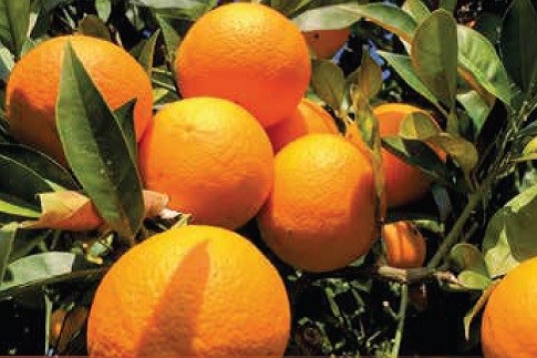 L'Arancio Biondo del Piceno